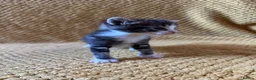 Mixed Breed cats for sale: Kittens - Advert 5