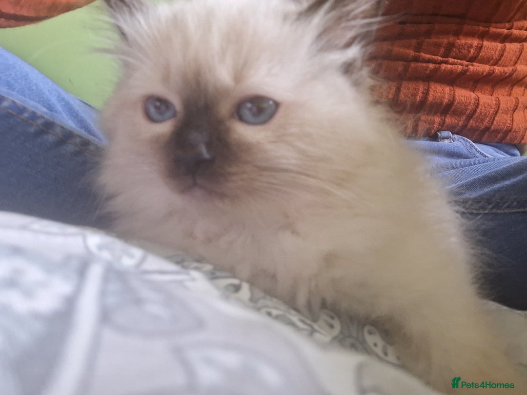 Ragdoll cats for sale: Ragdoll kittens  - Image 4