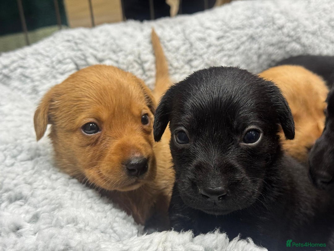 Labrador Retriever dogs for sale: Labrador Puppies  - Advert 21