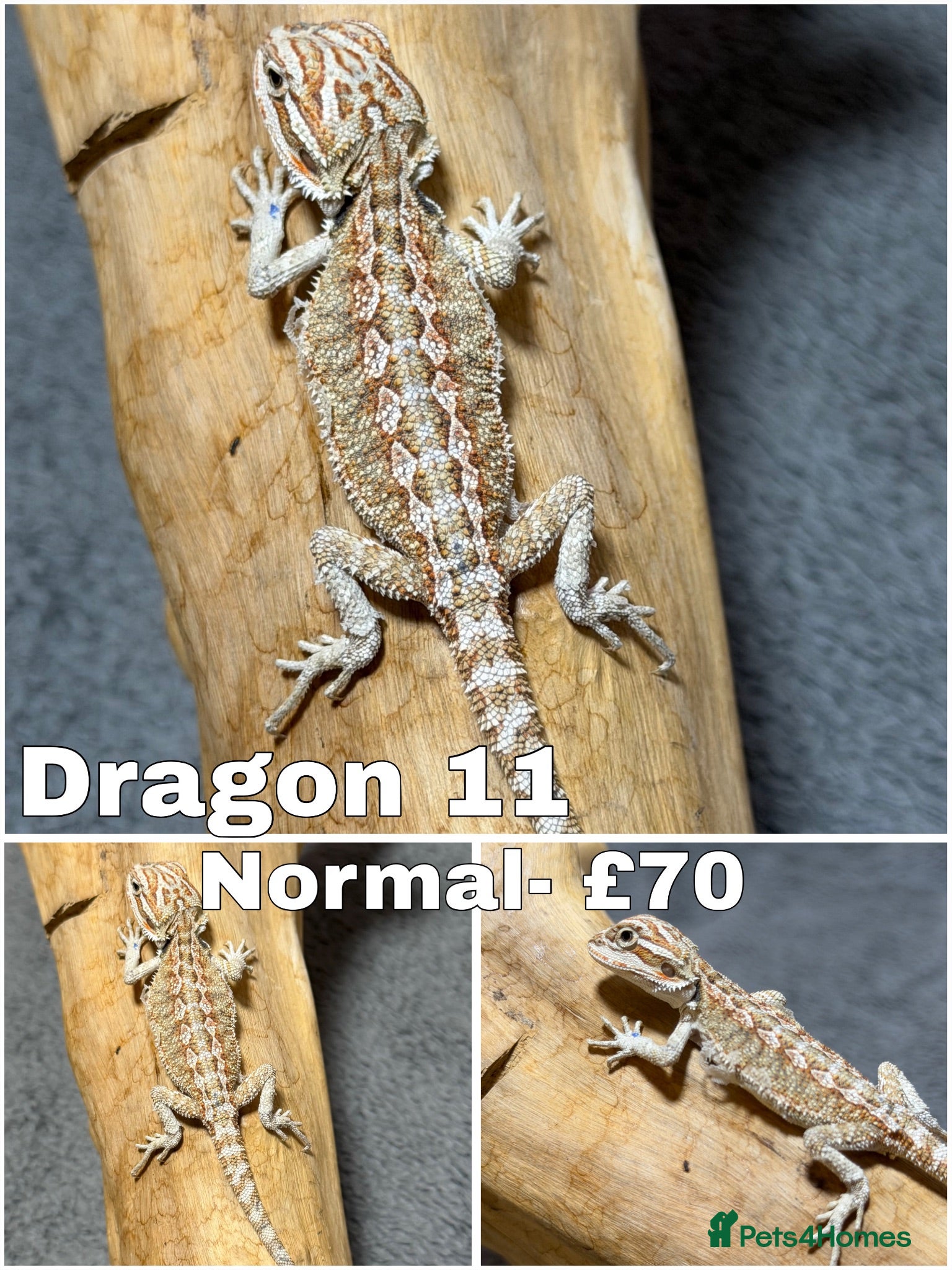 Bearded Dragon reptiles Gorgeous Baby Bearded Dragon LAST LEFT - Advert 3