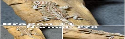 Bearded Dragon reptiles for sale: Gorgeous Baby Bearded Dragon LAST LEFT - Advert 1