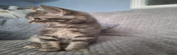 Mixed Breed cats for sale: 2 beautiful maincoone cross x mixed breed kittens  - Advert 11