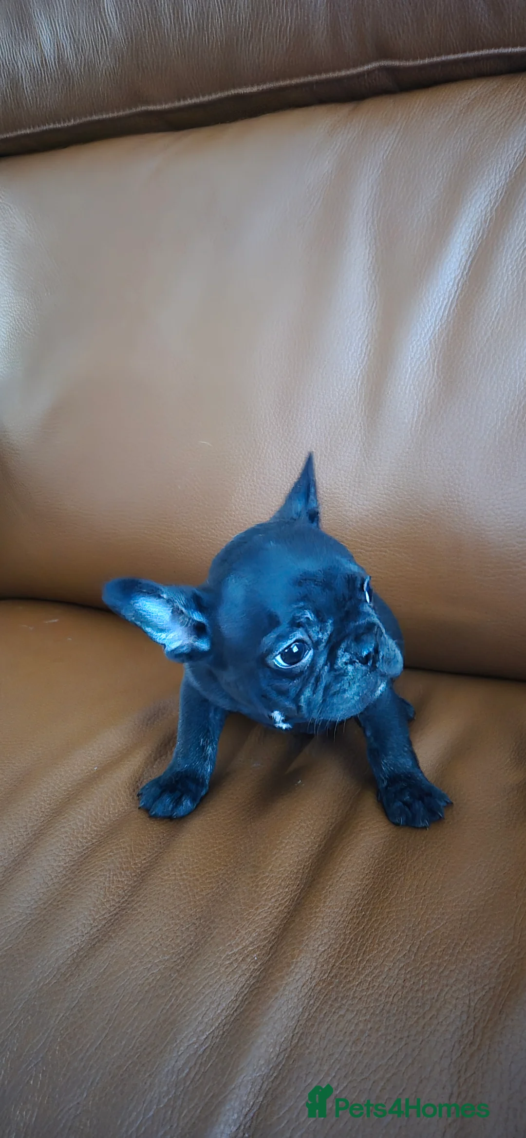 French Bulldog dogs for sale: Frenchie puppies ready to go - Advert 7