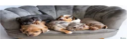 Jack Russell dogs for sale: Jack Russell puppies Rainbow 🌈 litter  in Hatfield - Advert 4