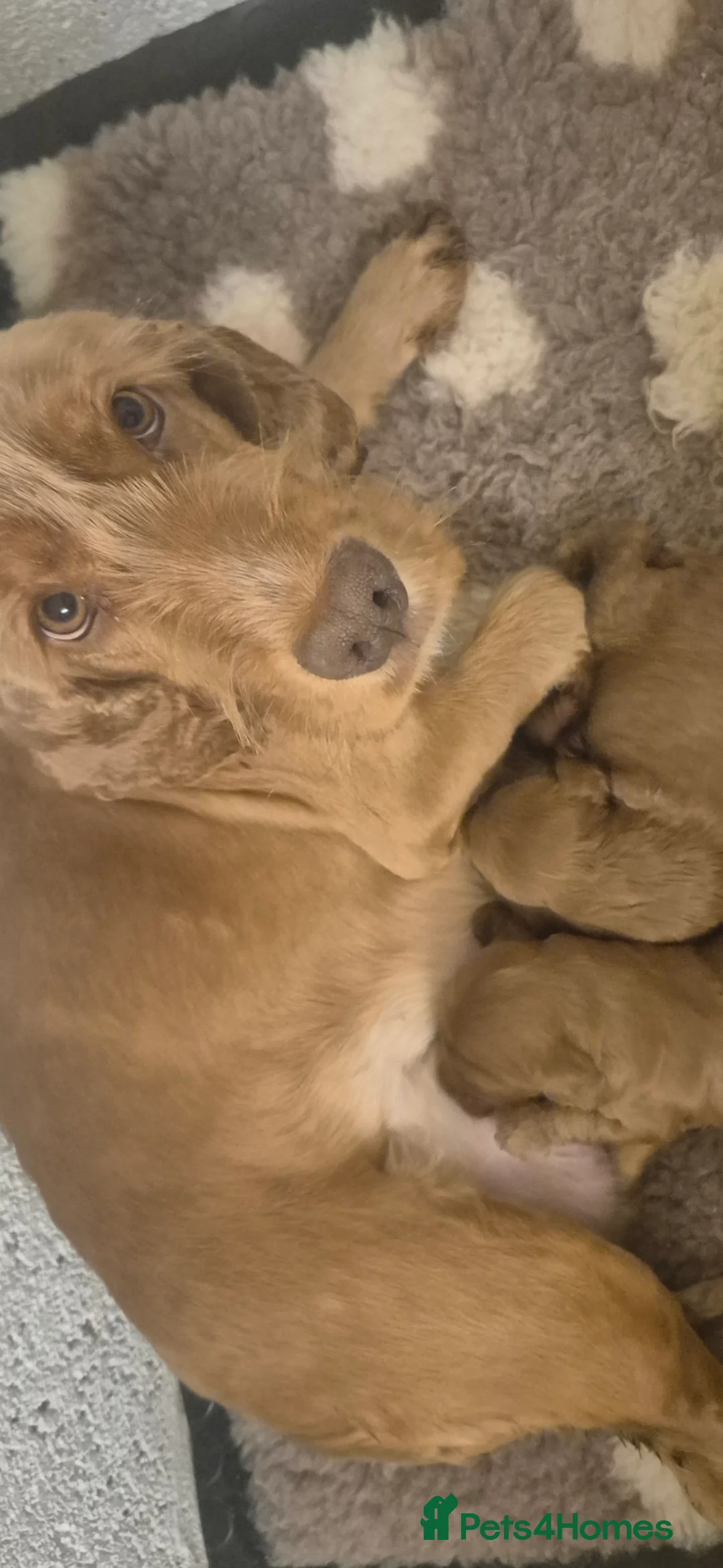 Cockapoo dogs for sale: *EXTENSIVELY HEALTH TESTED F1 SHOW COCKERPOO* - Advert 4