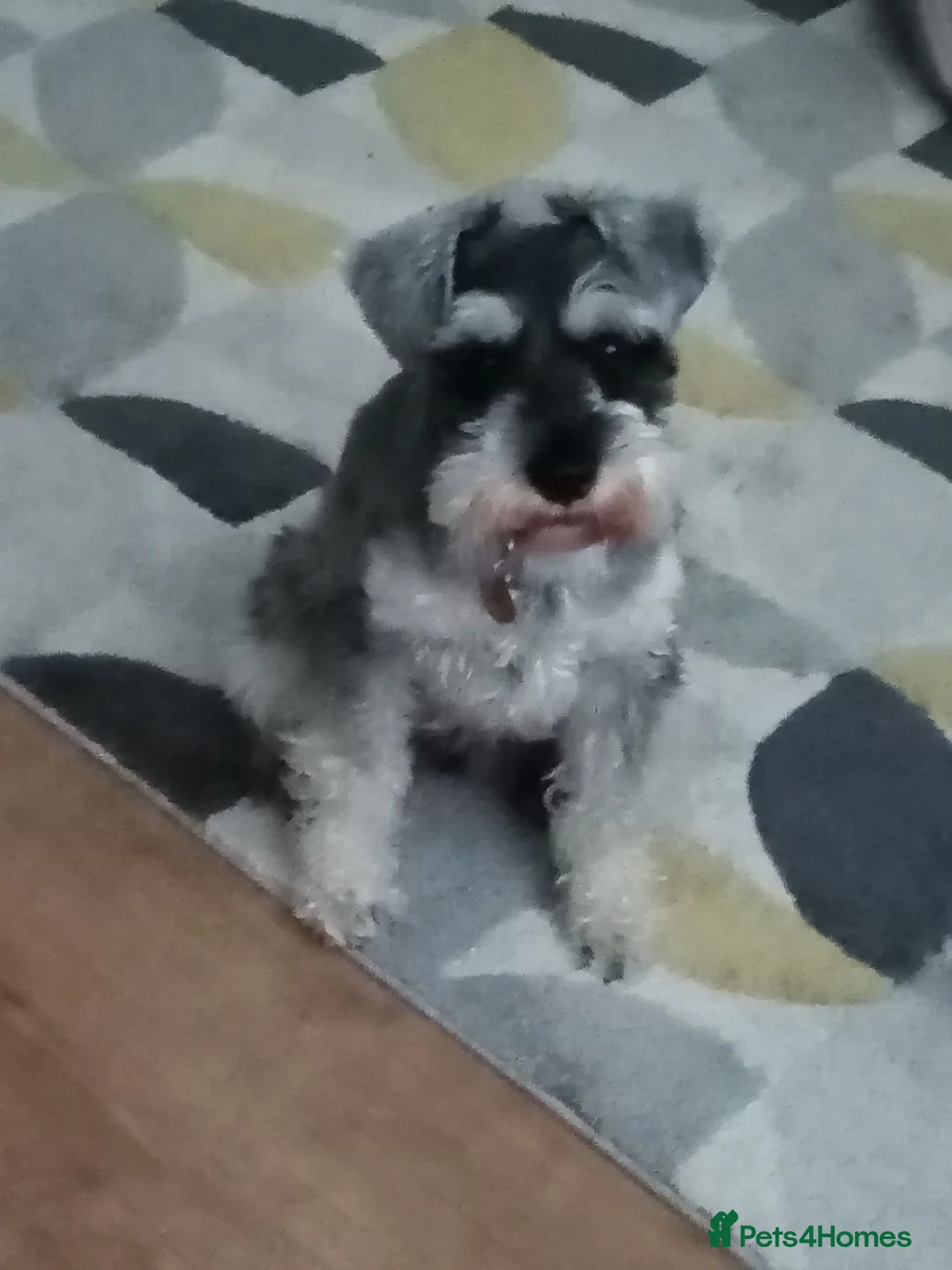 Schnoodle dogs for sale: Mother & adult Son reluctant sale  - Advert 2