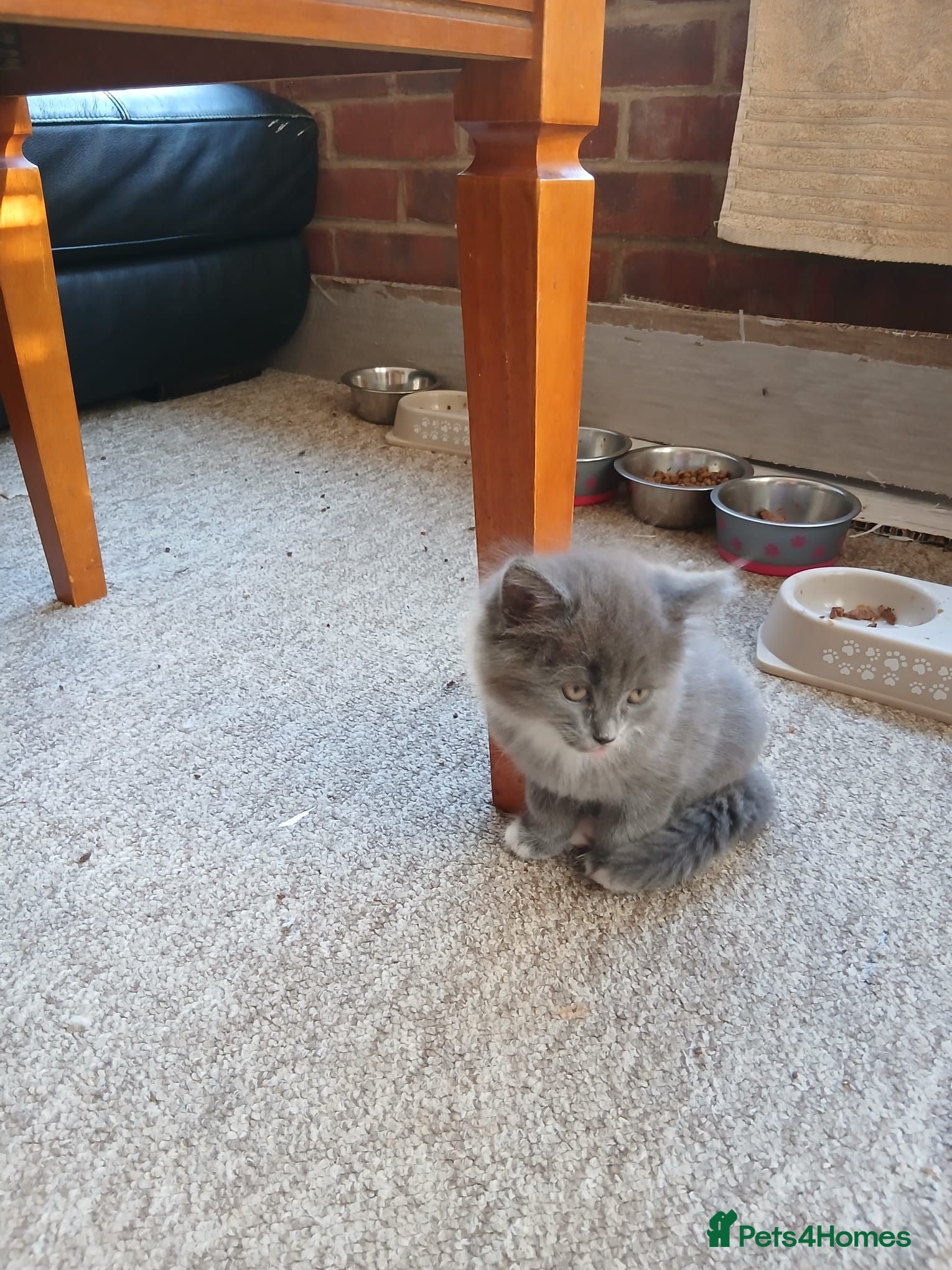 British Shorthair cats Mr Mazy  - Advert 2