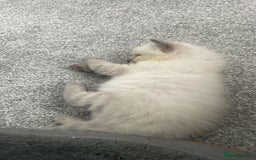 Ragdoll cats for sale: 💙 BLUEPOINT RAGDOLL BOY FOR SALE 💙 - Image 4