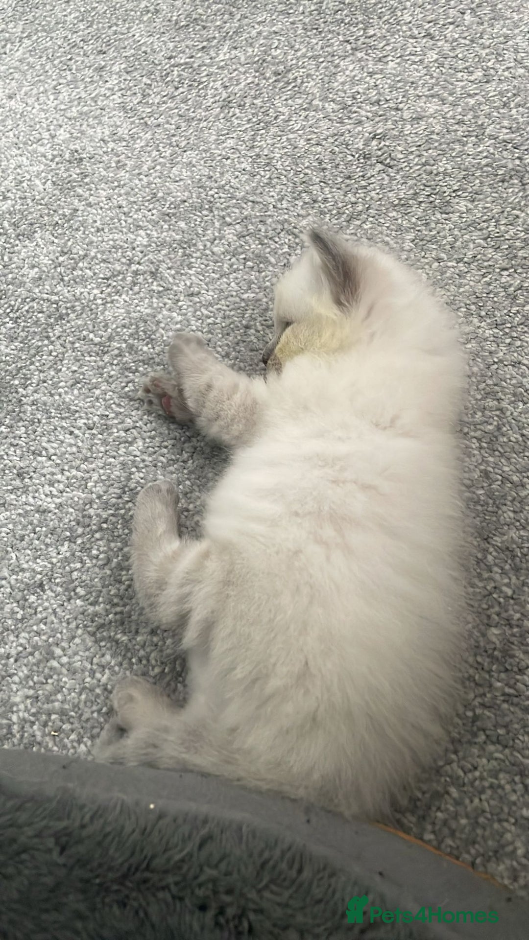 Ragdoll cats for sale: 💙 BLUEPOINT RAGDOLL BOY FOR SALE 💙 - Image 4