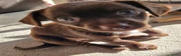 Mixed Breed dogs for sale: Female jackchi puppy waiting for forever home - Advert 6