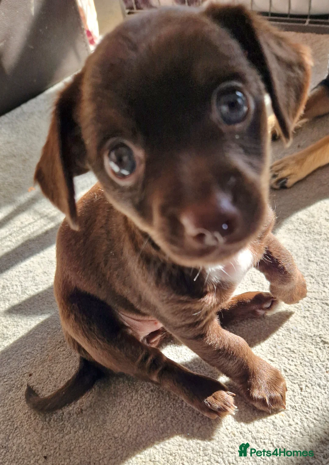 Mixed Breed dogs for sale: Female jackchi puppy waiting for forever home - Advert 6