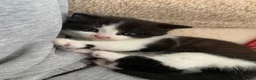 Mixed Breed cats for sale: Very cute spotty kittens for sale - Advert 14