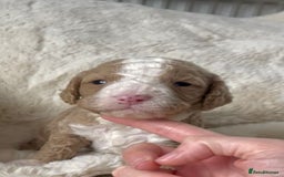 Cavapoo dogs for sale: Gorgeous cavapoo pups from health tested parents - Image 8