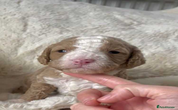 Cavapoo dogs - Advert 8