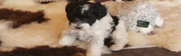 Yorkiepoo dogs for sale: Yorkiepoos Stunning litter from Licensed Breeder  - Advert 9