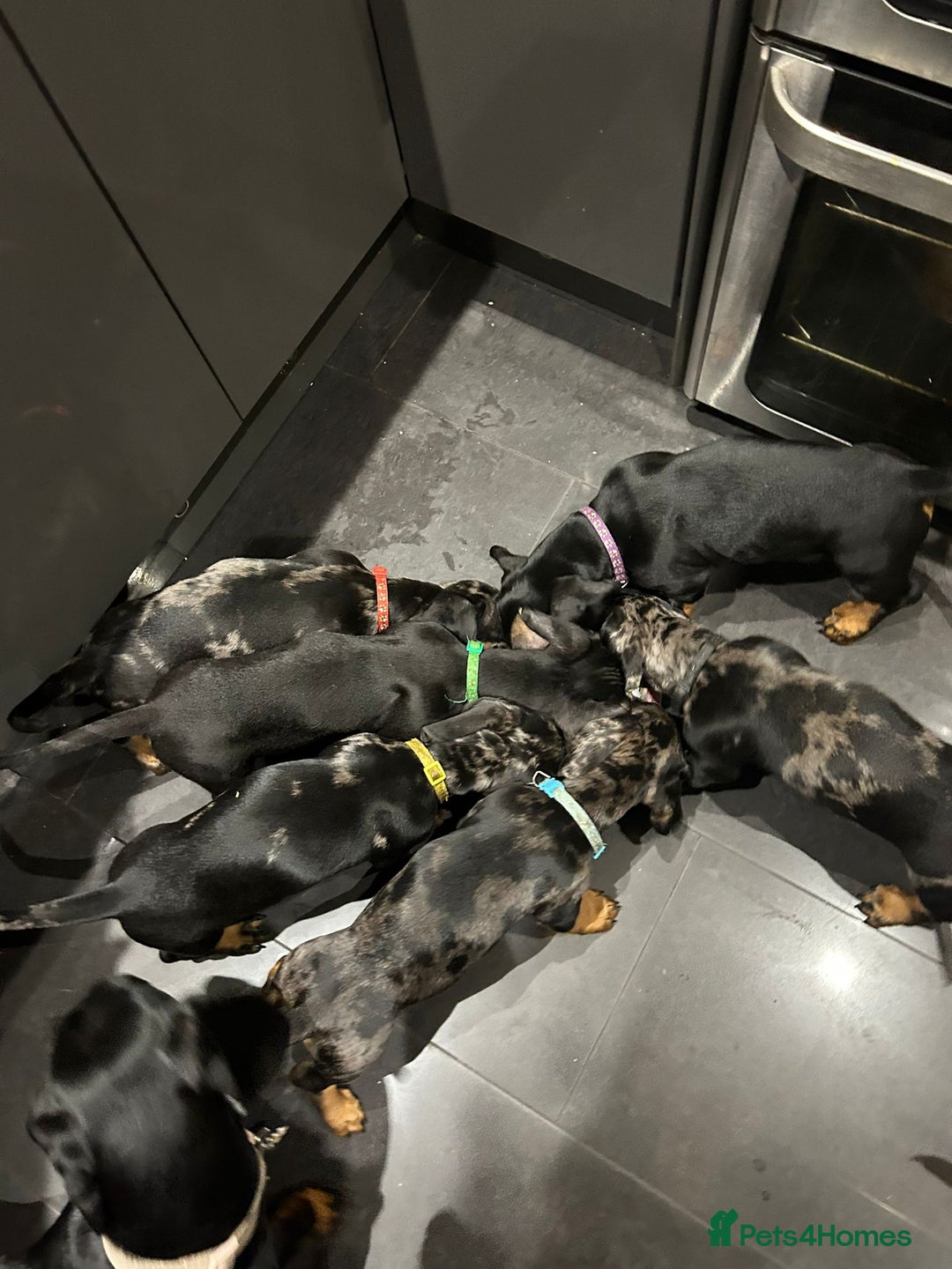 Dachshund dogs for sale: Beautiful puppies - Image 19