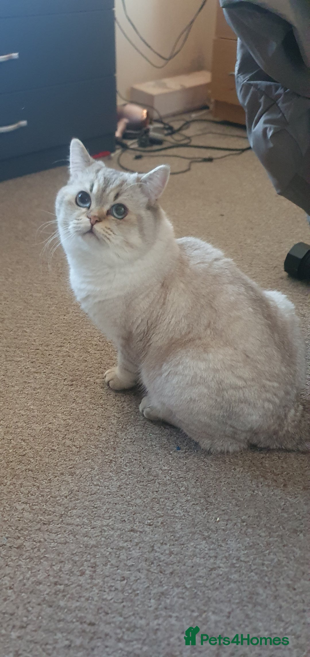 British Shorthair cats for sale: British Shorthair Black Golden Tabby kittens 😸  - Advert 3