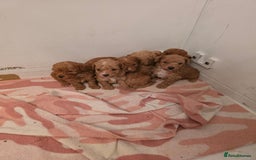 Toy Poodle dogs for sale: Toy poodle puppies  - Image 1