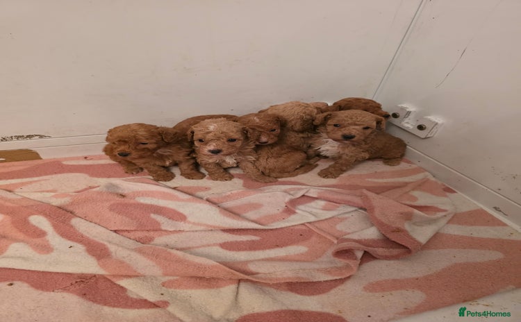 Toy Poodle dogs - Advert 3