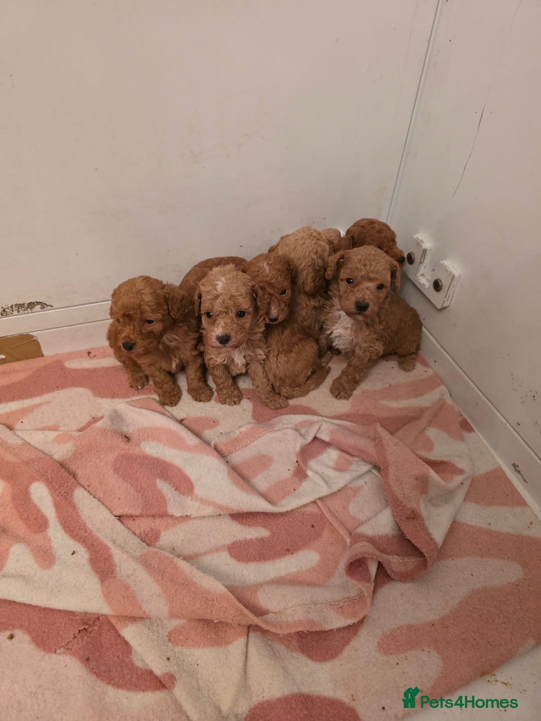 Toy Poodle dogs for sale: Toy poodle puppies  - Image 1