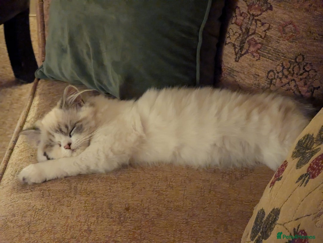 Persian cats for sale: Male doll faced pure Persian cat - Advert 4