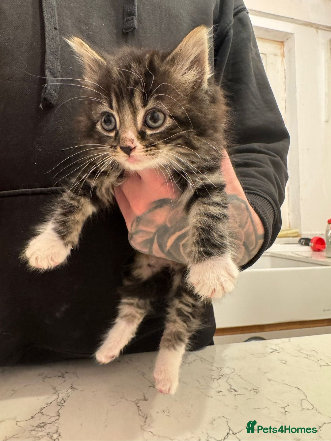 Mixed Breed cats for sale: 4 Beautfiul Kittens for Sale  - Advert 6