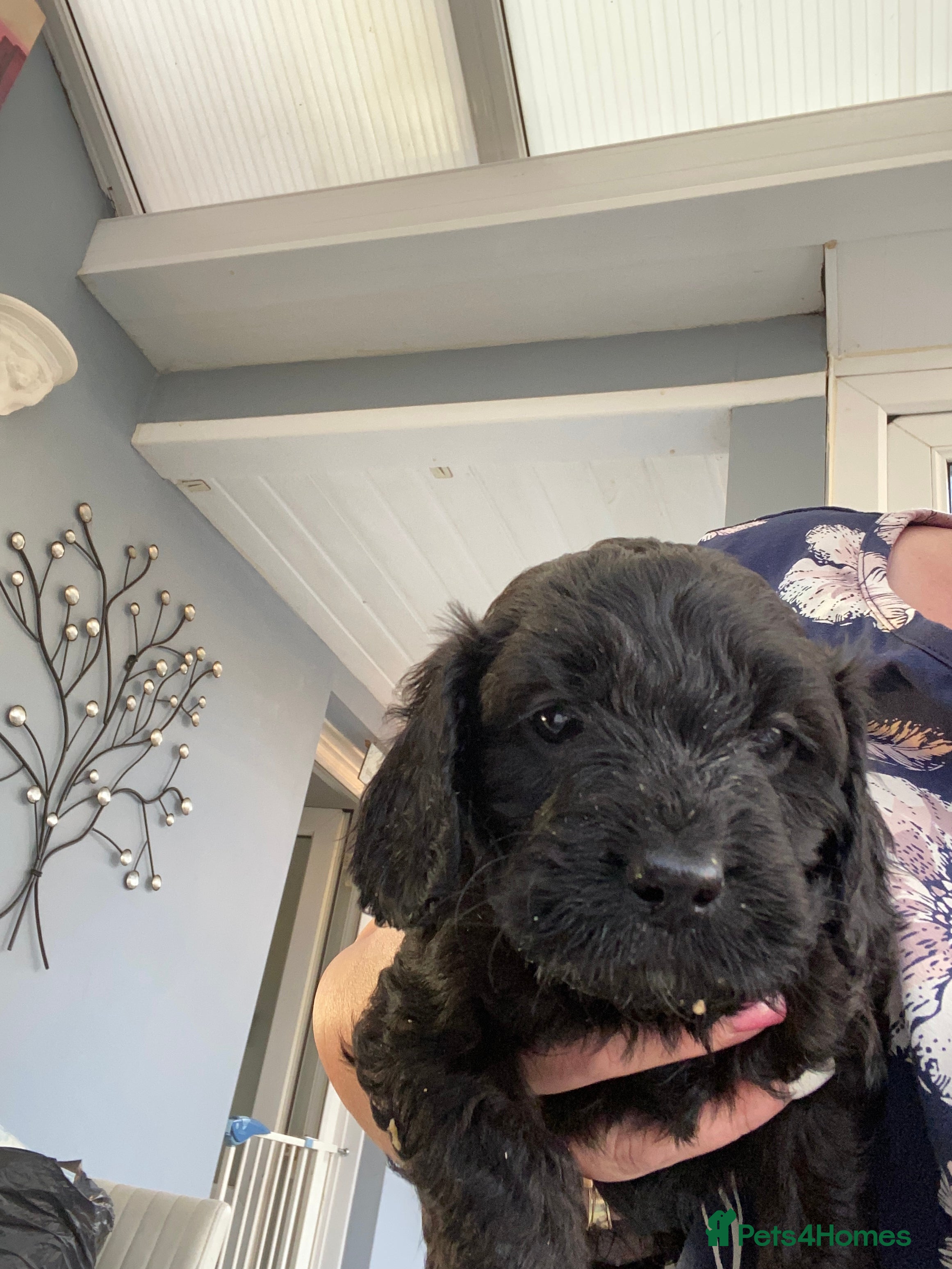 Cavapoo dogs Stunning cavapoo pups  - Advert 6