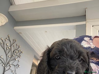 Cavapoo dogs Stunning cavapoo pups - Advert 6