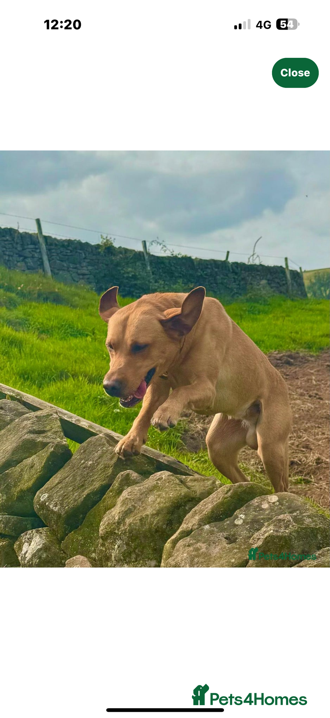 Labrador Retriever dogs for sale: Kc registered Labrador 5 star homes only  - Advert 4