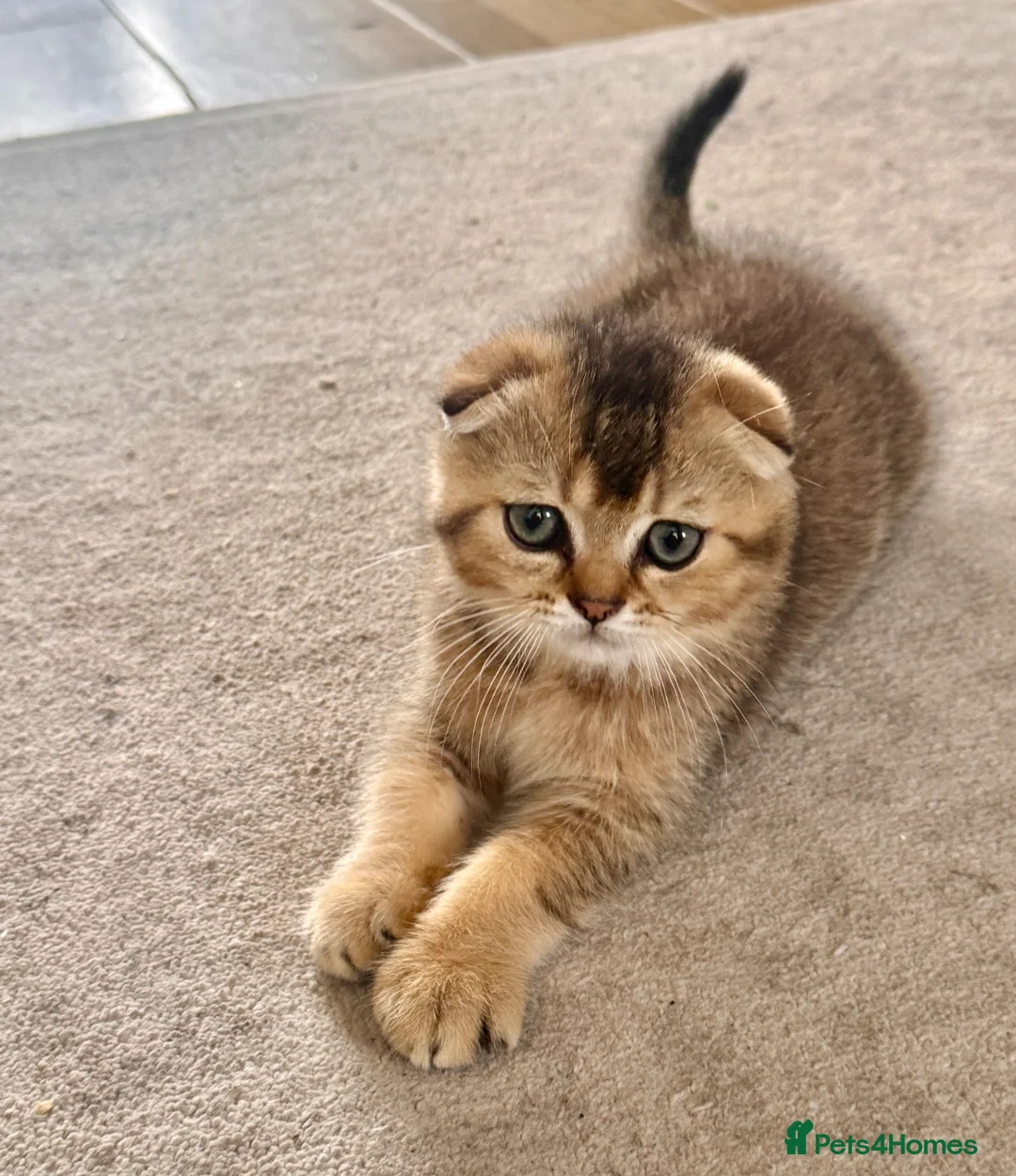 Scottish Fold cats for sale: Kitten  in London - Advert 2