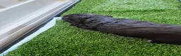 Cocker Spaniel dogs for sale: Stunning KC Reg Small type cocker spaniel  - Advert 9
