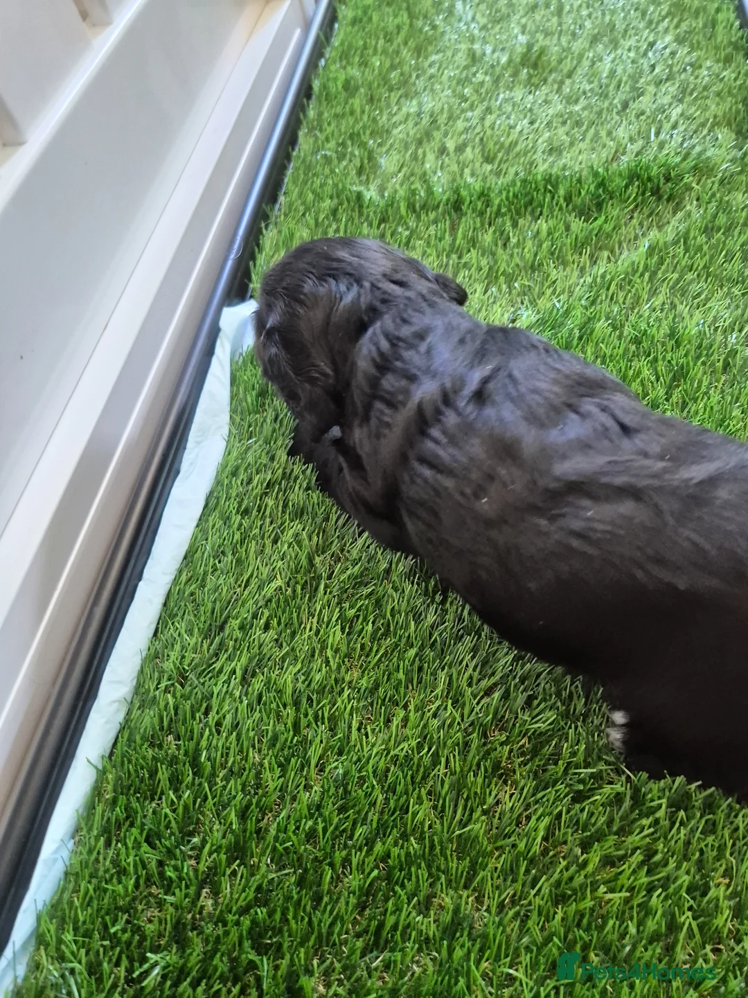 Cocker Spaniel dogs for sale: Stunning KC Reg Small type cocker spaniel  - Advert 9