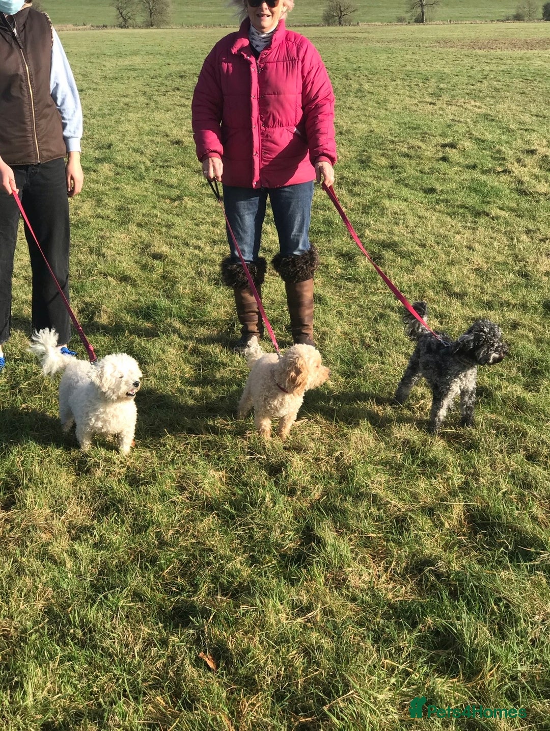 Poochon dogs for sale: Gorgeous Merle boy Poochon Puppy - Advert 7