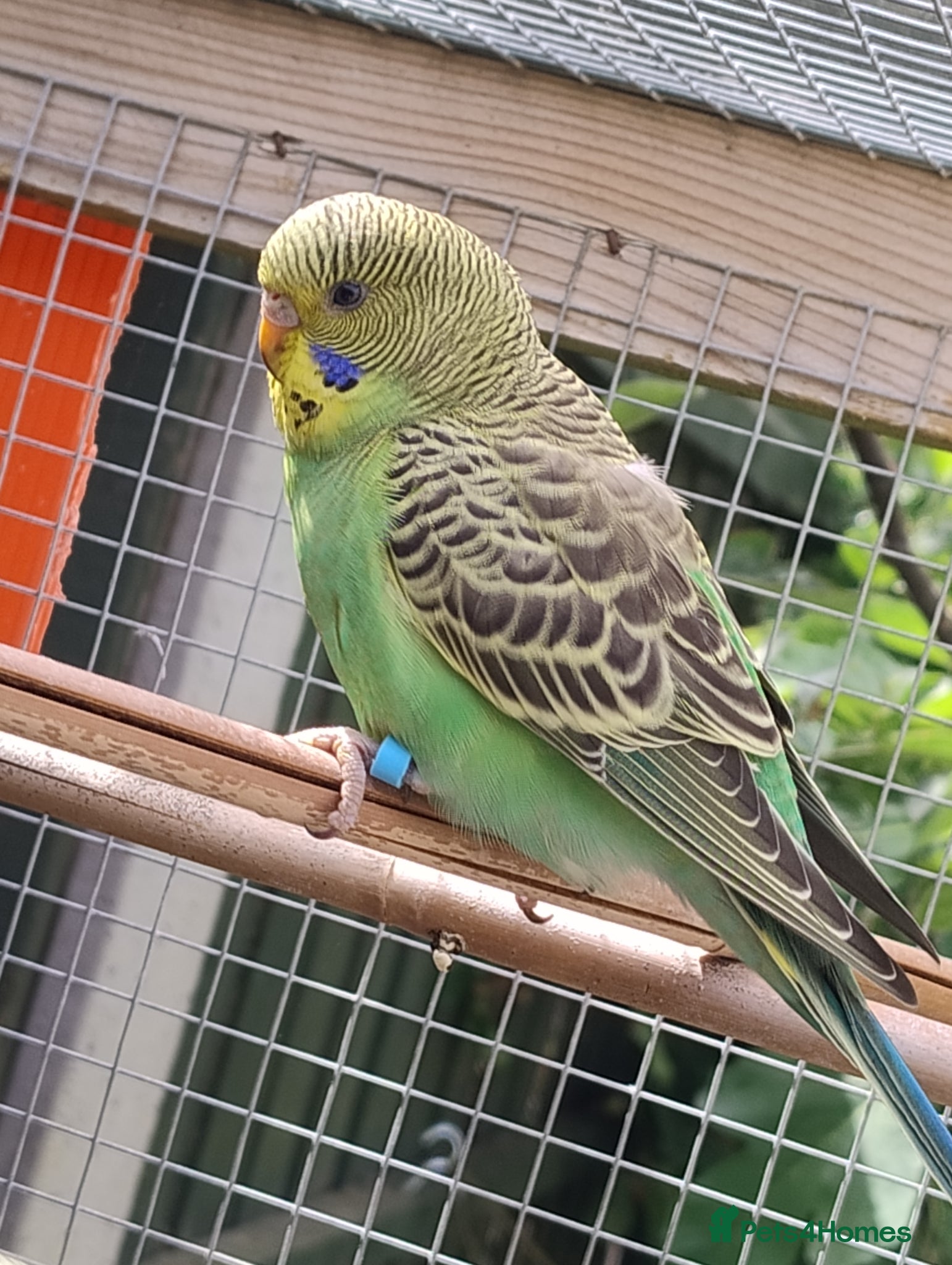 Budgerigars birds Baby budgies, easily tamed  - Advert 15