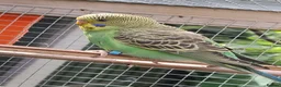 Budgerigars birds for sale: Baby budgies, easily tamed  - Advert 1
