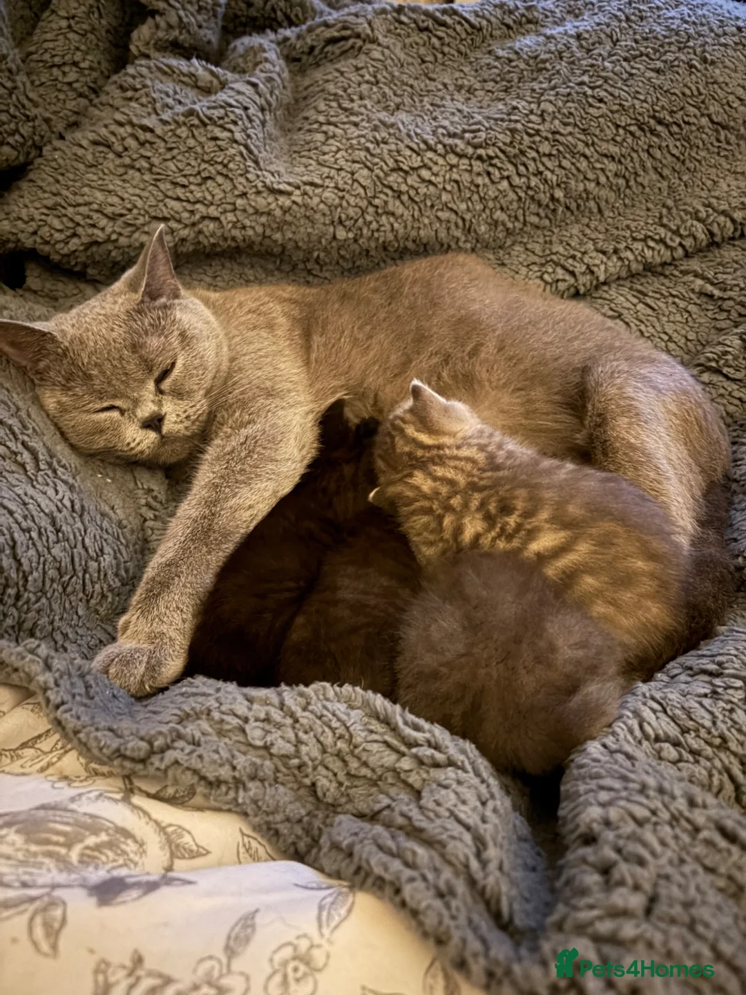 British Shorthair cats for sale: Beautiful BSH kittens  - Advert 1