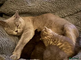 British Shorthair cats Beautiful BSH kittens - Advert 12