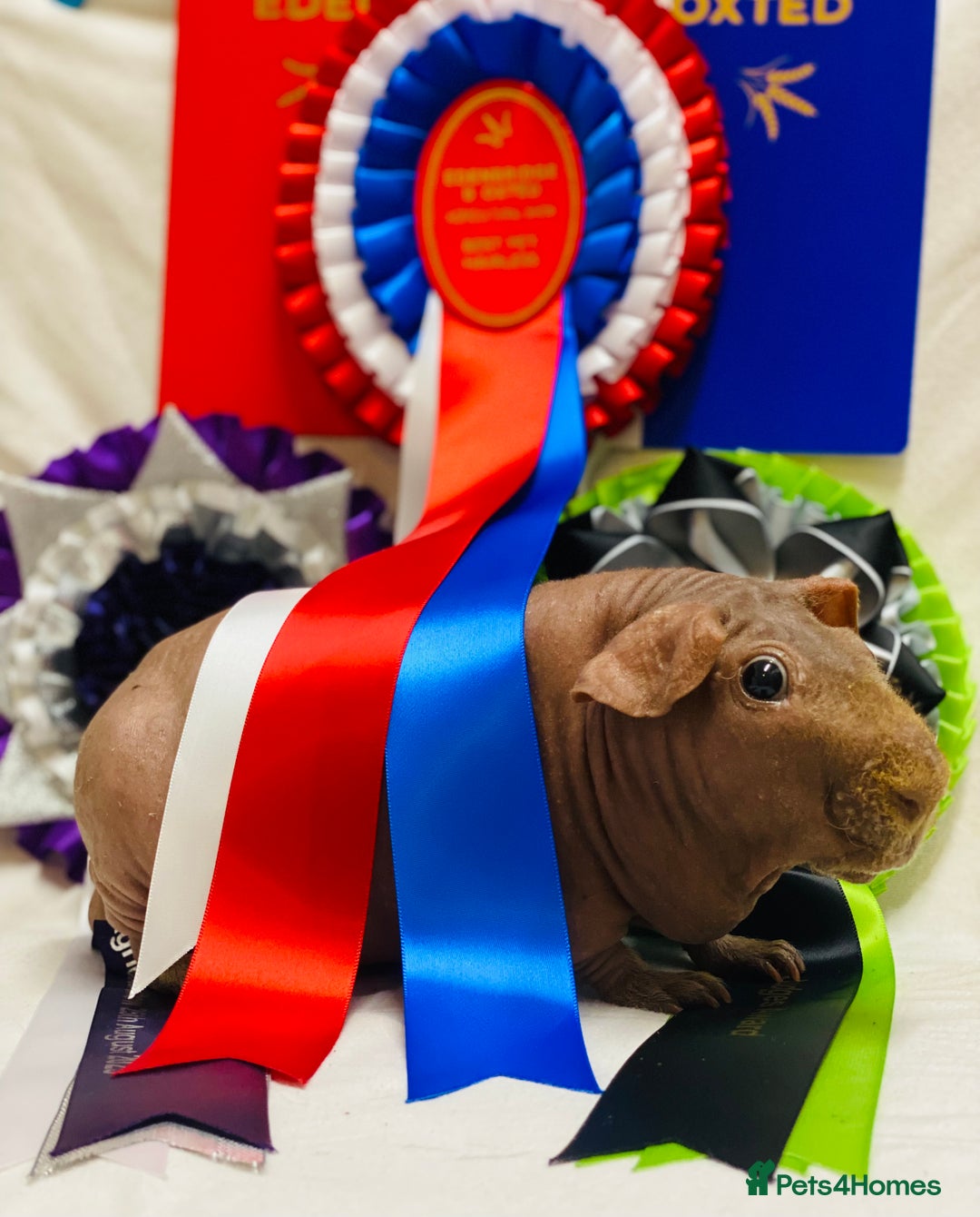Guinea Pig rodents for sale: Skinny pig, werewolf and Baldwin breeder - Image 3