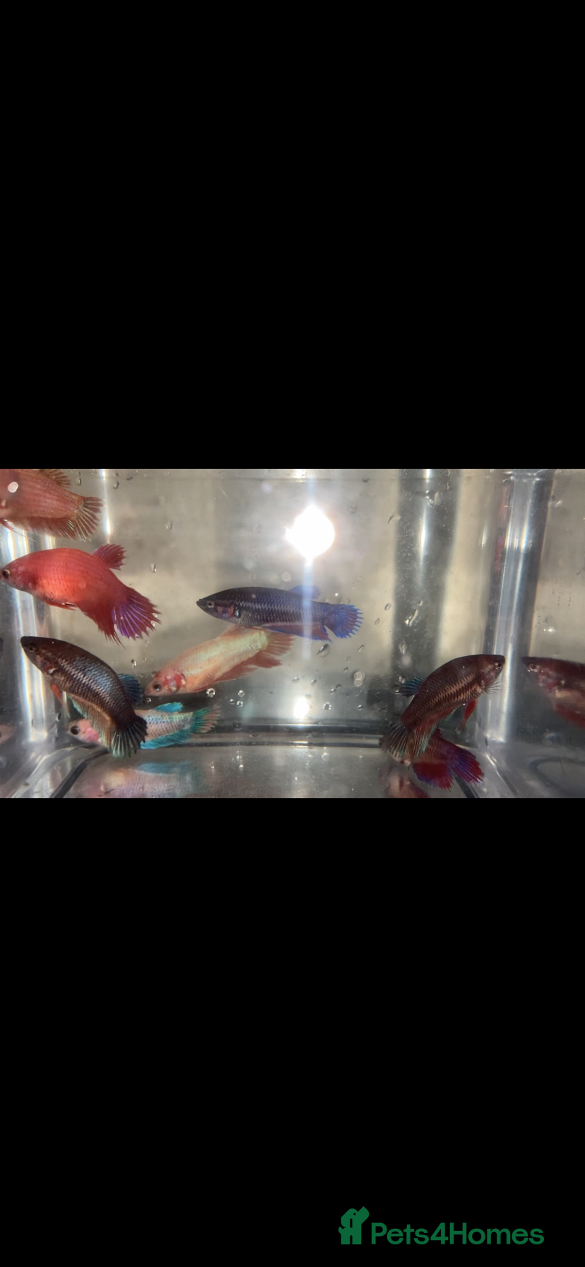 Bettas fish Female betta’s 3 for 15 pounds.  - Advert 20