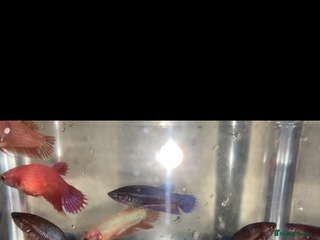 Bettas fish Female betta’s 3 for 15 pounds. - Advert 4