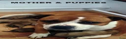 Staffordshire Bull Terrier dogs for sale: SBT KC REGISTATION PUPPIES, 6 BITCHES & 1 DOG - Advert 2