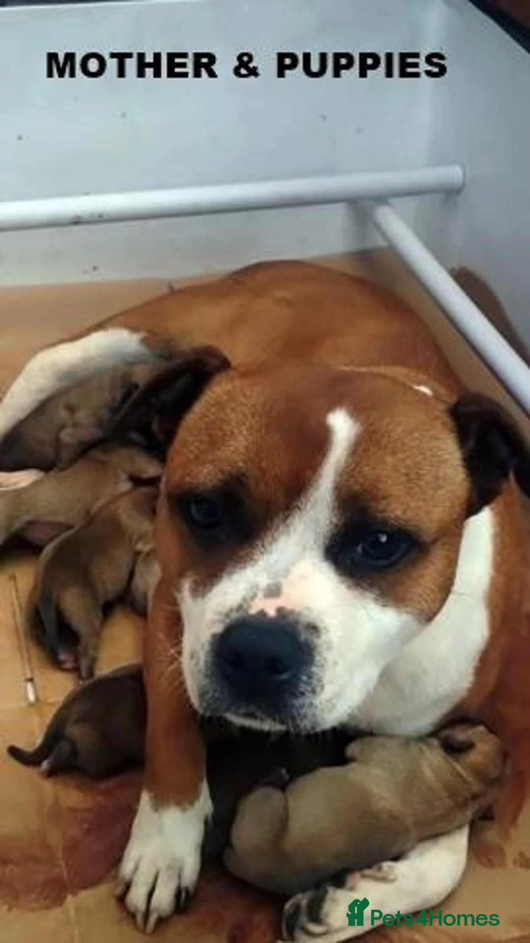 Staffordshire Bull Terrier dogs for sale: SBT KC REGISTATION PUPPIES, 6 BITCHES & 1 DOG - Advert 2