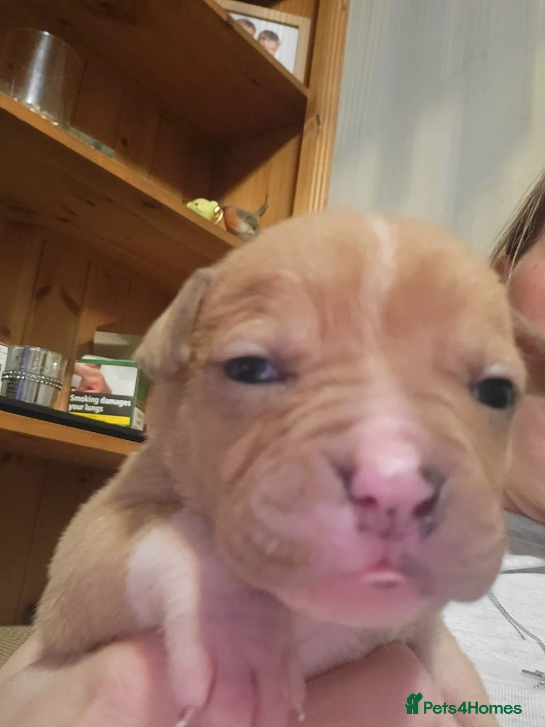 Mixed Breed dogs for sale: Gorgeous American Bulldog cross mastiff puppies - Advert 10