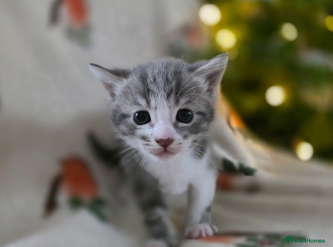 Mixed Breed cats for sale: Gorgeous kittens - Advert 2