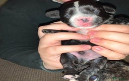 Mixed Breed dogs for sale: Gorgeous Pugapoos ready to leave 07/10/25 - Image 5