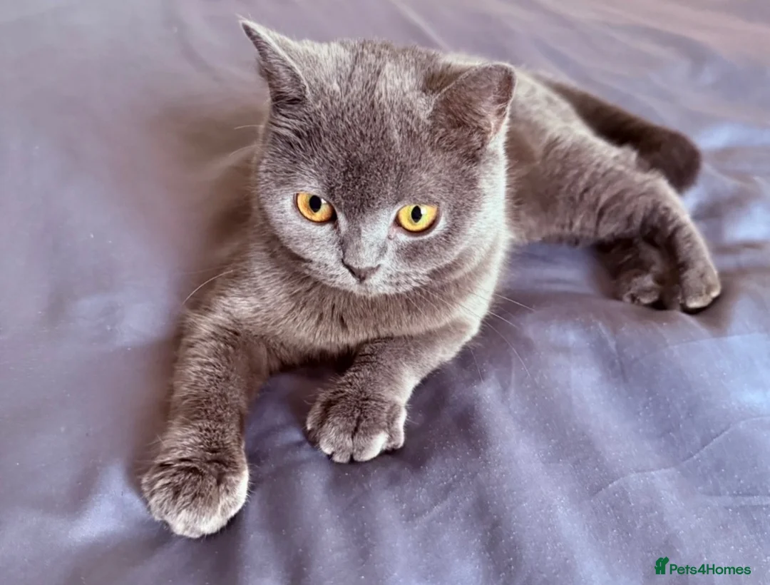 British Shorthair cats for sale: British Shorthair Male and Female for Sale  - Advert 1