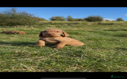 Hungarian Vizsla dogs for sale: Wirehaired Vizsla’s - Image 20