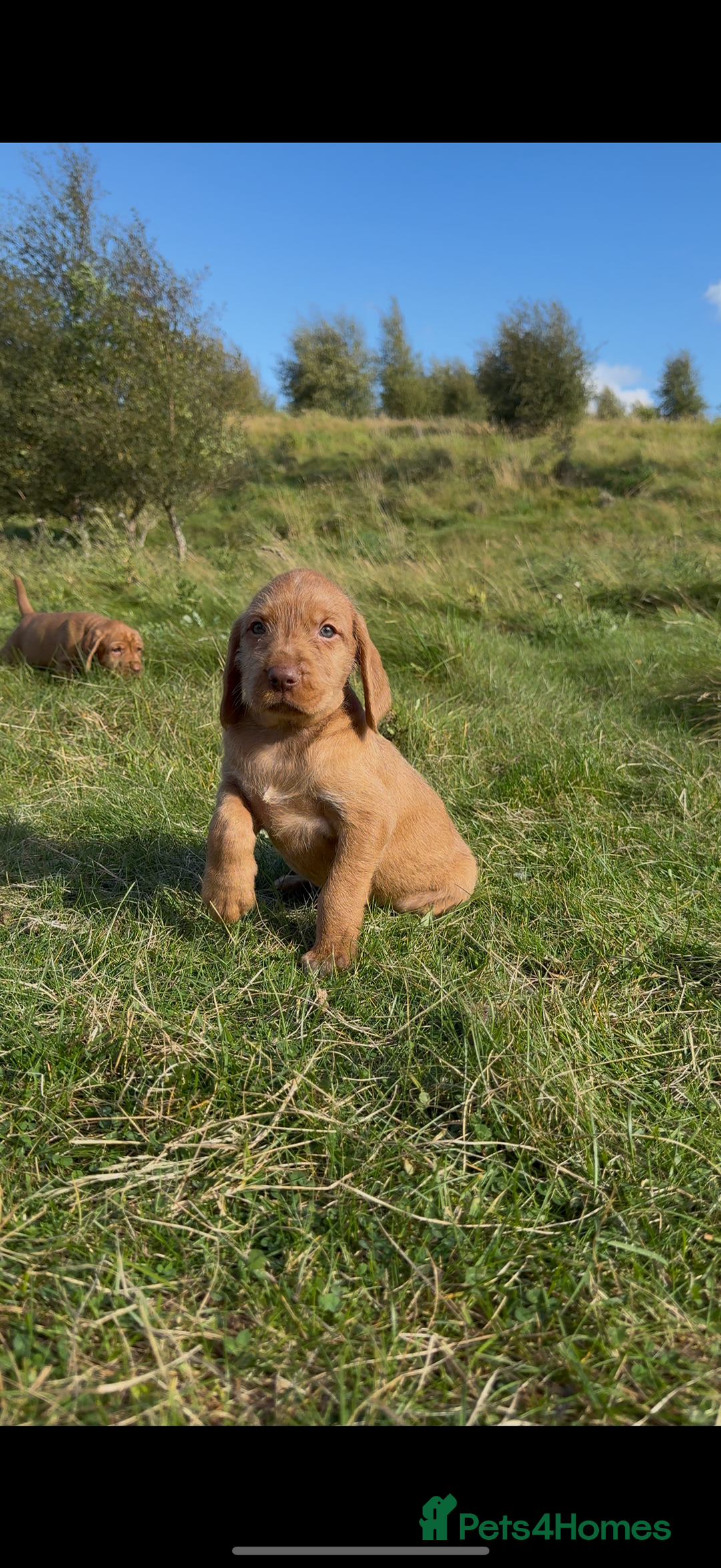 Hungarian Vizsla dogs for sale: Wirehaired Vizsla’s - Image 20