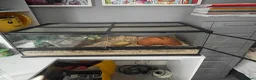 Corn Snake reptiles for sale: Hypo Motley Corn Snake in London - Advert 3