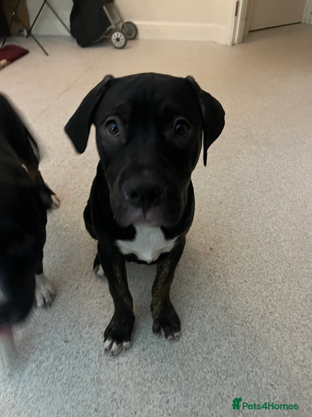 Mixed Breed dogs for sale: 3 beautiful babies left 😍 - Advert 2